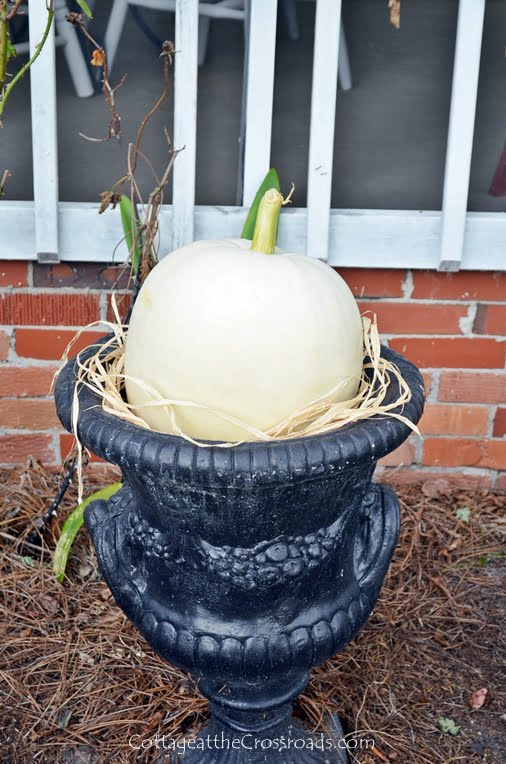 Growing white pumpkins