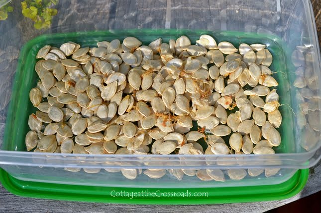 Growing white pumpkins