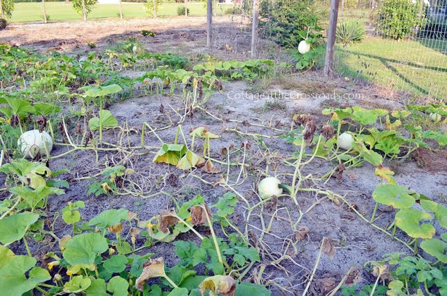 Growing white pumpkins