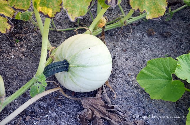 Growing white pumpkins