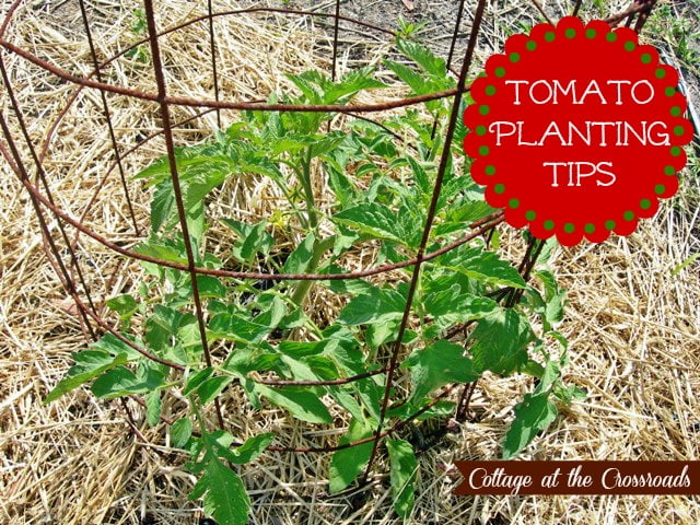 Our tomato planting tips | cottage at the crossroads