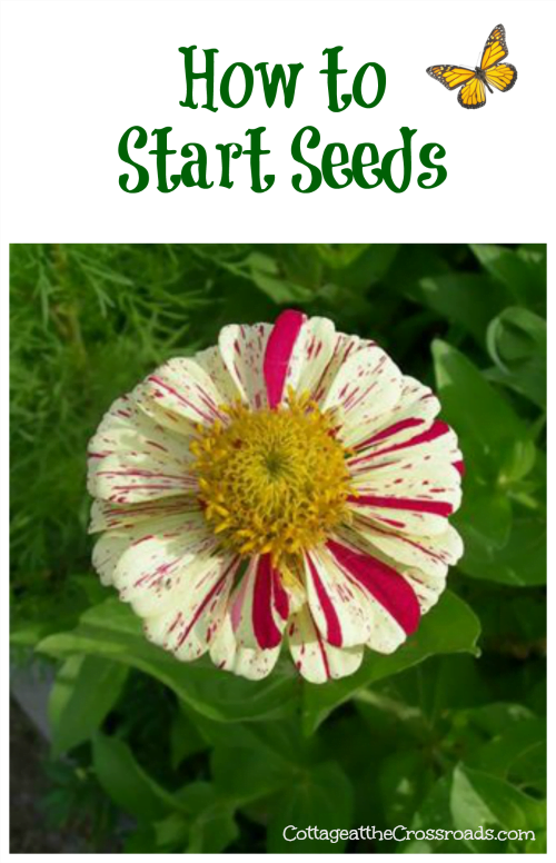 How to start seeds | cottage at the crossroads