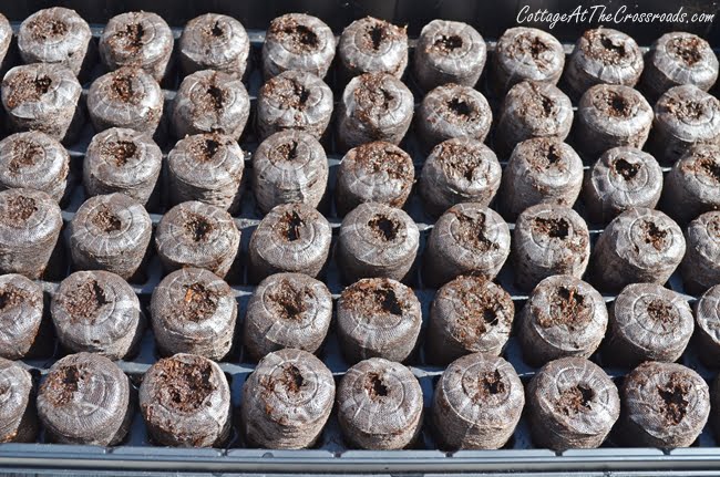 Seed starting tips