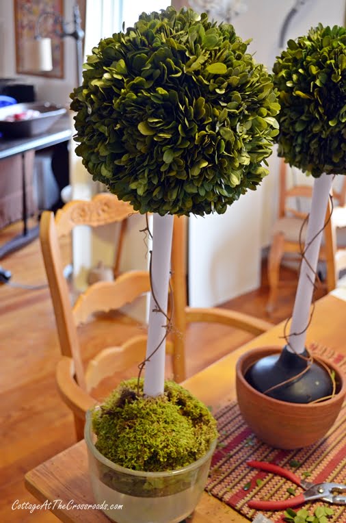 Diy preserved boxwood topiary using a toilet plunger | cottage at the crossroads