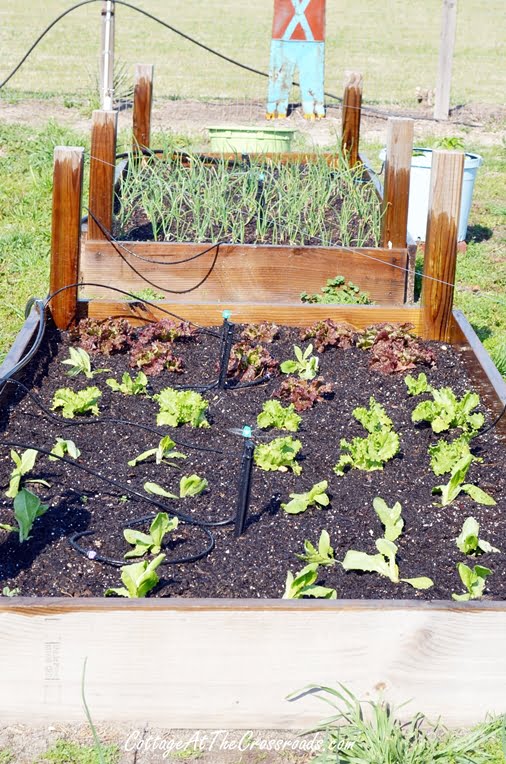 5 tips for first time vegetable gardeners | cottage at the crossroads