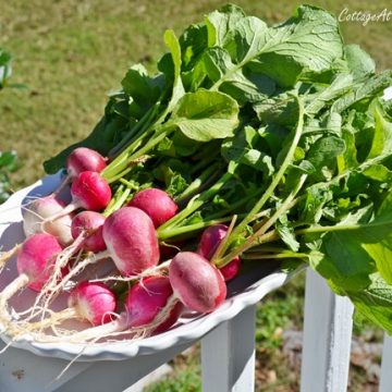 5 tips for first time vegetable gardeners | cottage at the crossroads