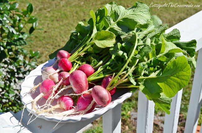 5 tips for first time vegetable gardeners | cottage at the crossroads