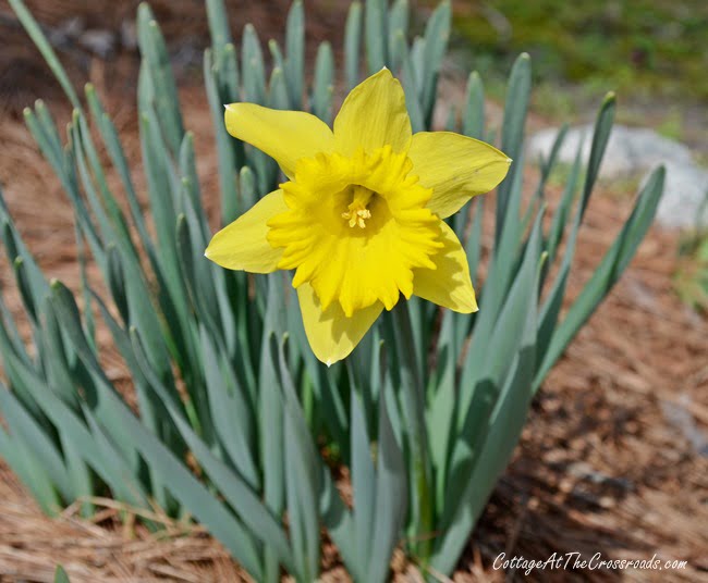 Daffodil