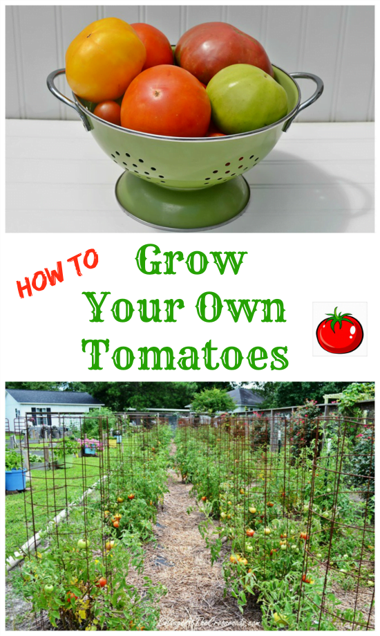 How to grow your own tomatoes | cottage at the crossroads