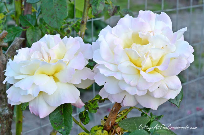 Peace climbing rose | cottage at the crossroads