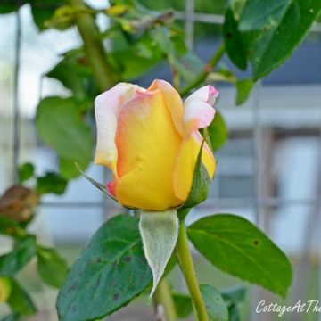 Knockout roses 005