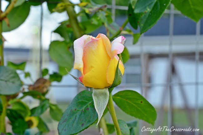 Peace climbing rose | cottage at the crossroads