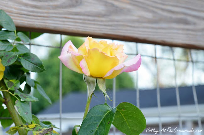 Peace climbing rose | cottage at the crossroads