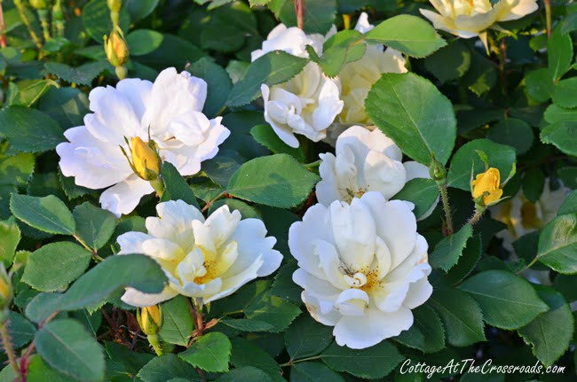 Yellow knockout roses | cottage at the crossroads