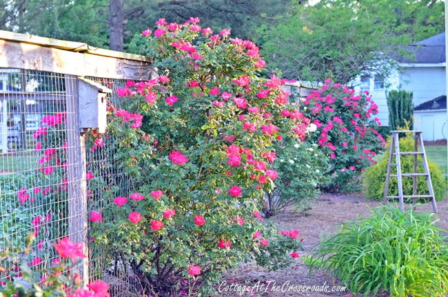 Blooming knockout roses | cottage at the crossroads