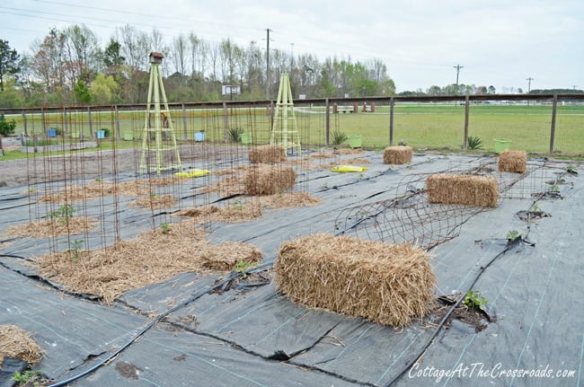 How to grow your own tomatoes | cottage at the crossroads