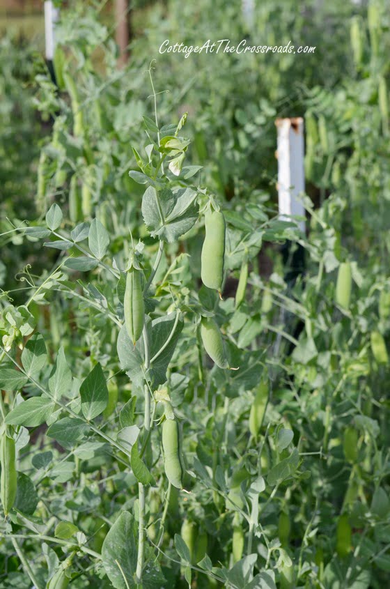 Spring peas in the garden| cottage at the crossroads