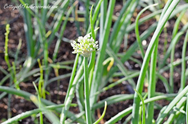 The garden | cottage at the crossroads