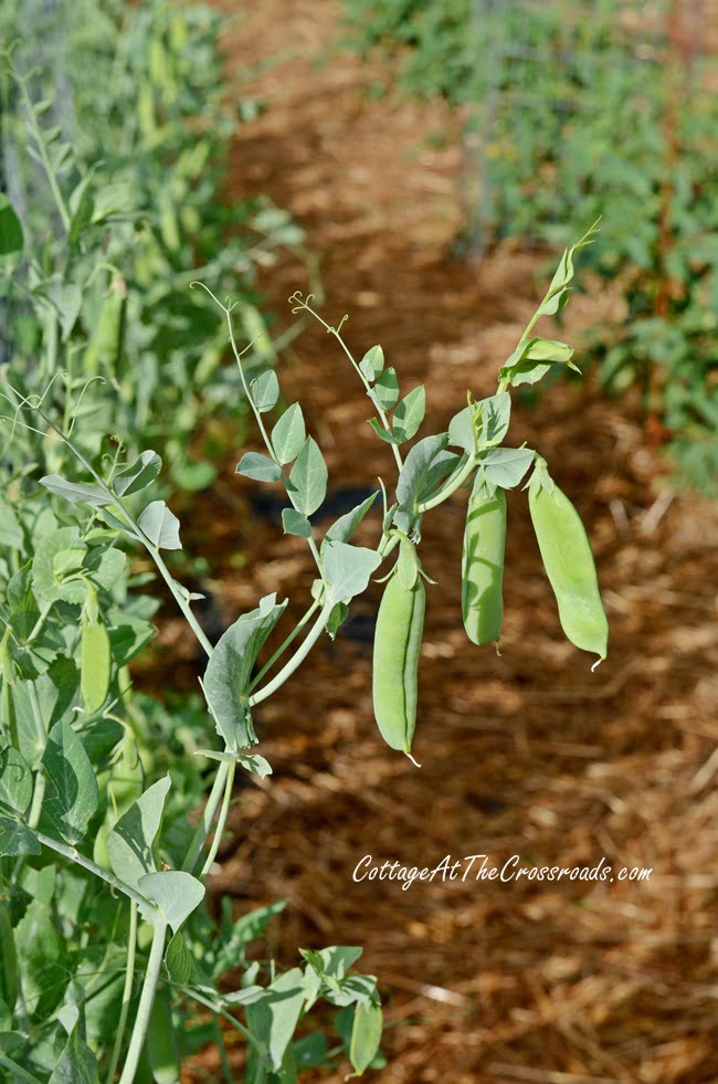 Spring peas in the garden | cottage at the crossroads