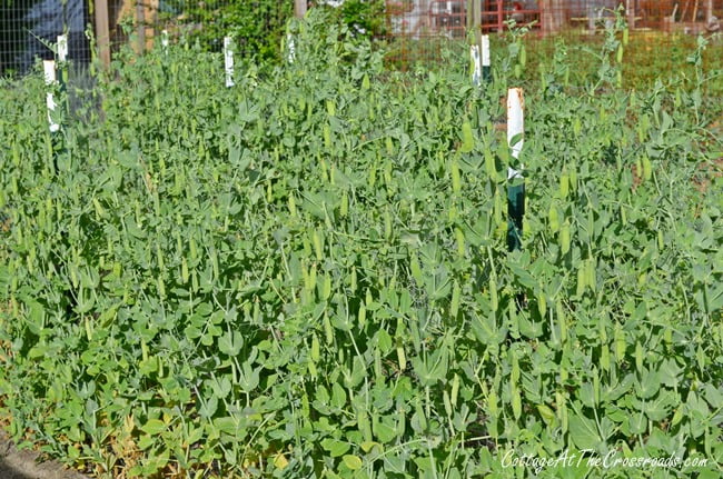 Garden peas | cottage at the crossroads