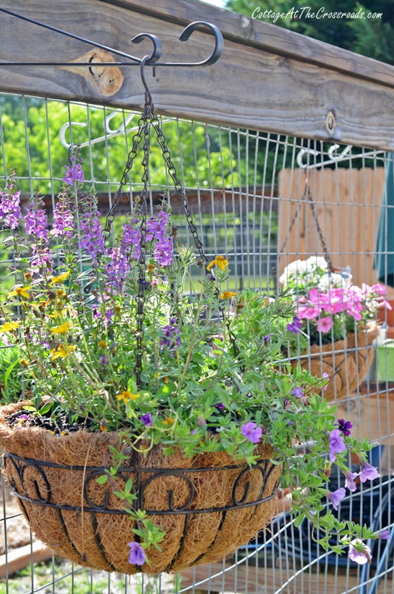 Hanging baskets