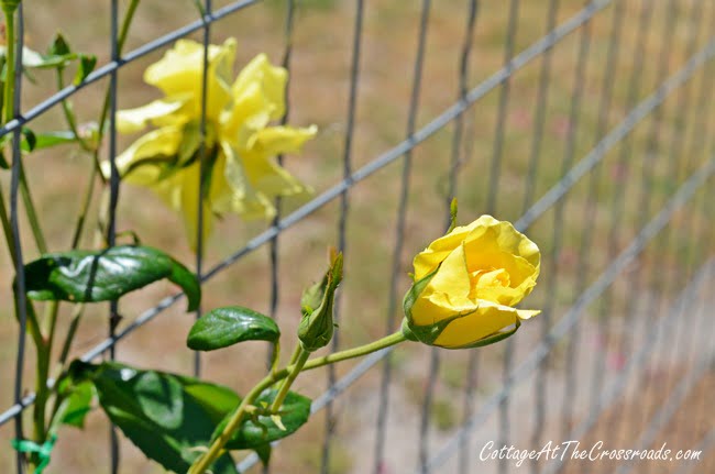 Yellow climbing rose