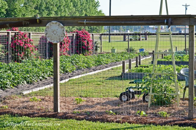 Vegetable garden in may | cottage at the crossroads
