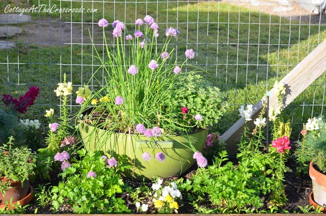 Herb bed in the garden | cottage at the crossroads