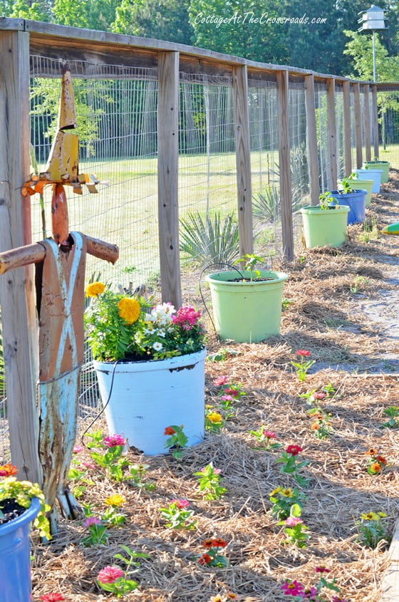 Zinnia bed in the garden | cottage at the crossroads