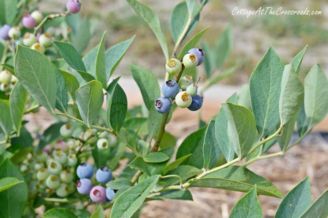 Blueberry bush | cottage at the crossroads