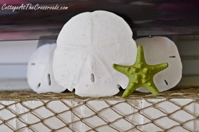 Sand dollars and starfish | cottage at the crossroads