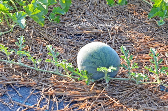 How to grow vegetables weed-free | cottage at the crossroads