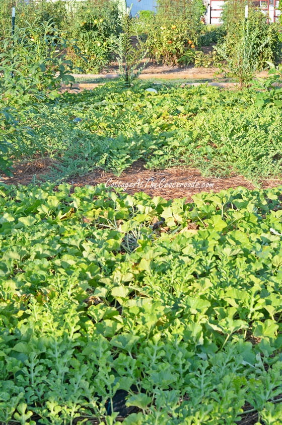 How to have a weed-free vegetable garden | cottage at the crossroads