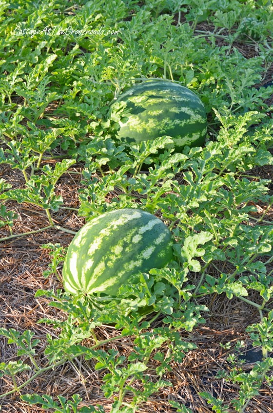 How to have a weed-free vegetable garden | cottage at the crossroads