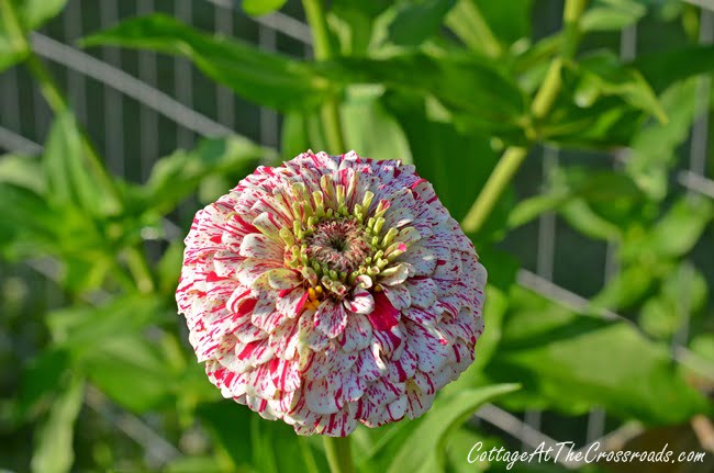 How to have a weed-free vegetable garden | cottage at the crossroads