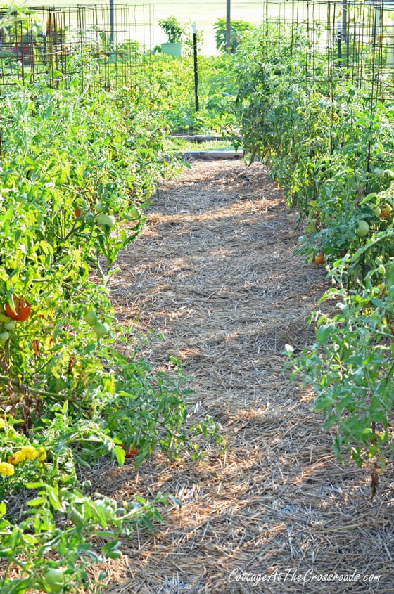 How to have a weed-free vegetable garden | cottage at the crossroads