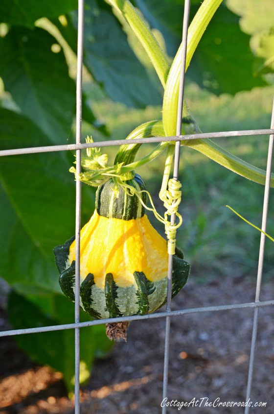 Gourd hanging on the fence | cottage at the crossroads