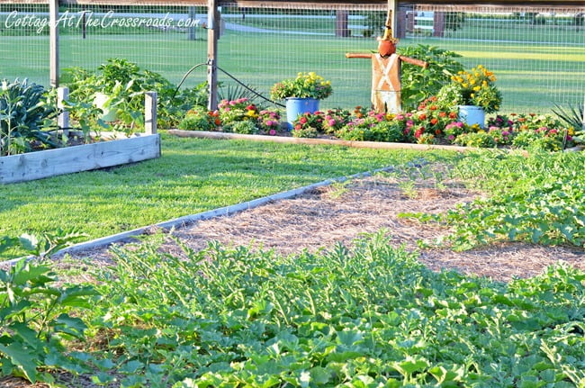 How to have a weed-free vegetable garden | cottage at the crossroads