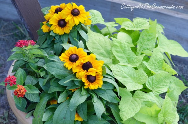 Potted flowers | cottage at the crossroads