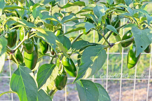 Jalapeno peppers growing in the garden | cottage at the crossroads