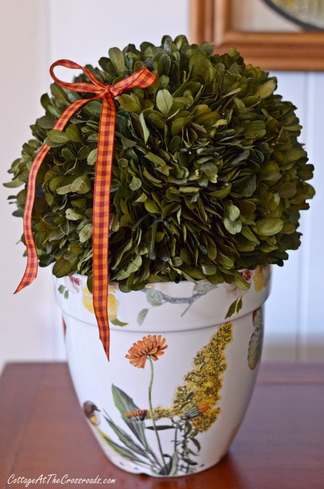 Fall preserved boxwood orb | cottage at the crossroads