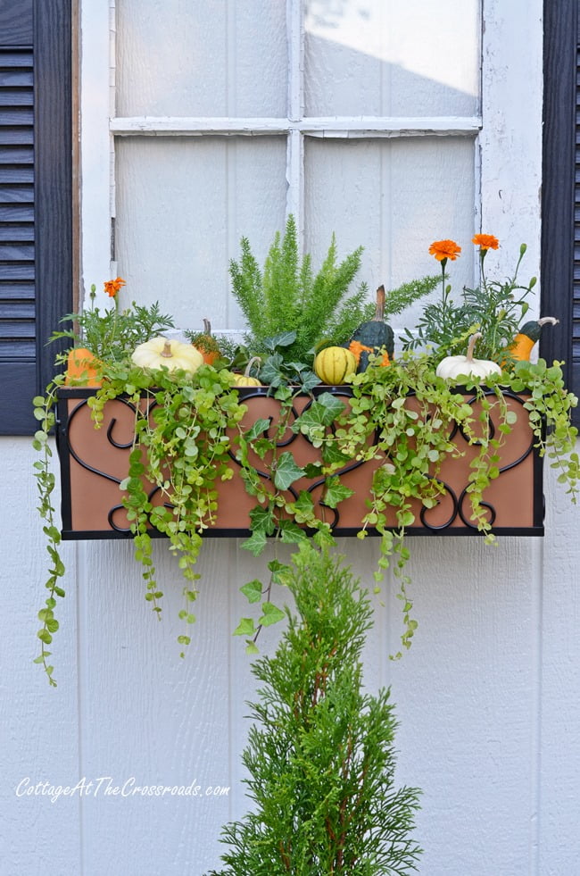 Fall window boxes | cottage at the crossroads