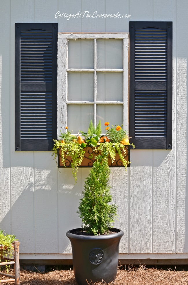 Fall window boxes | cottage at the crossroads