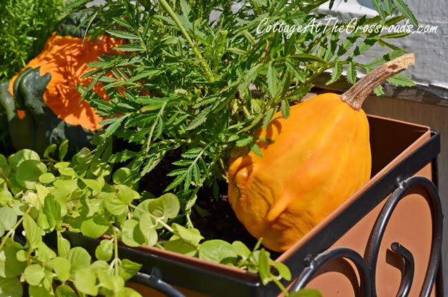 Fall window boxes | cottage at the crossroads