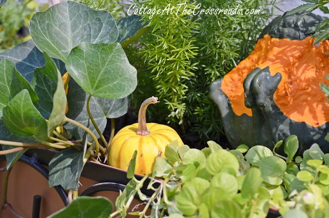 Fall window boxes | cottage at the crossroads