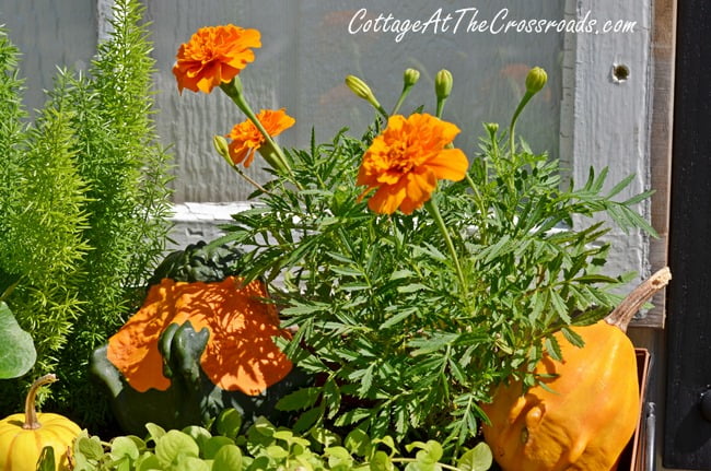 Fall window boxes | cottage at the crossroads