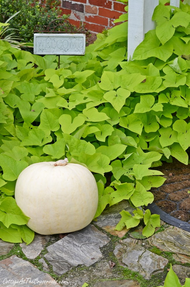 White pumpkin and sweet potato vine | cottage at the crossroads