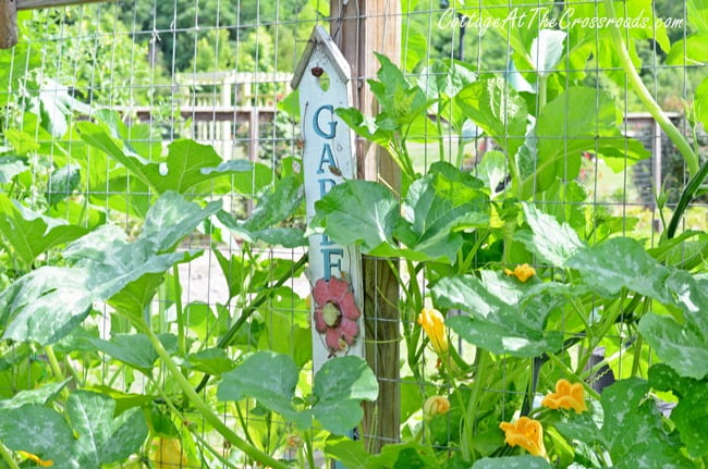 Gourds growing in the garden | cottage at the crossroads