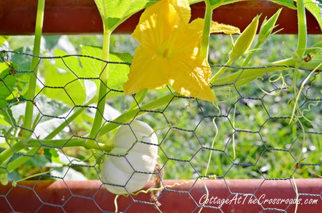 Baby boo pumpkin | cottage at the crossroads