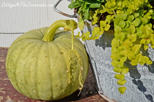 Topsy turvy fall buckets | cottage at the crossroads
